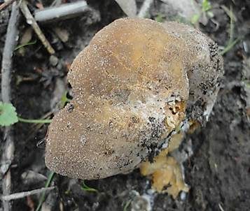 Gelber Wachsbecherling, Foto 3