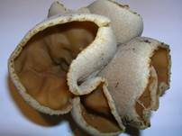 Gelber Wachsbecherling, Foto 7