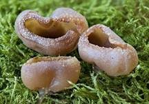 Gelber Wachsbecherling, Foto 9