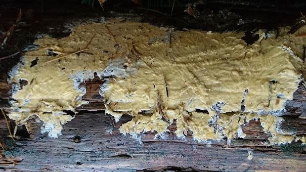 Gelber Zystidenrindenpilz, Foto 2