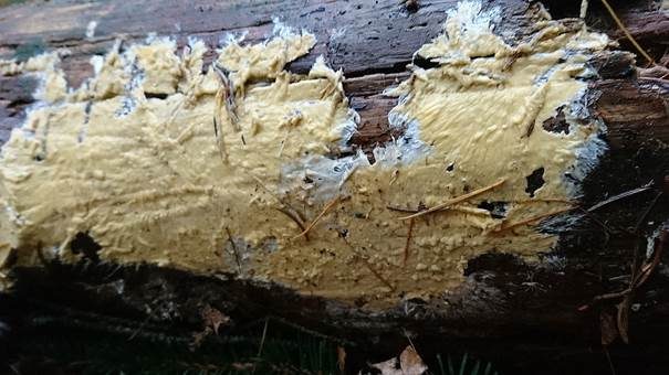 Gelber Zystidenrindenpilz, Foto 3