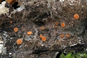 Gelbes Harzbecherchen, Foto 1