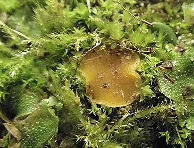 Gelbes Moosbecherchen, Foto 2