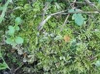 Gelbes Moosbecherchen, Foto 6