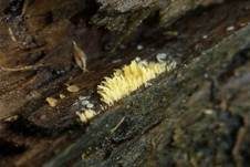 Gelbes Stachelspitzchen, Foto 4