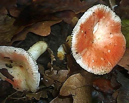 Gelbfleckender Täubling, Foto 4