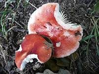 Gelbfleckender Täubling, Foto 5