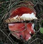 Gelbfleckender Täubling, Foto 6