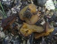 Gelbfleischiger Becherling, Foto 8
