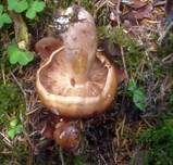 Gelbfleischiger Ritterling, Foto 23