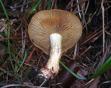 Gelbflockiger Schleimkopf, Foto 3