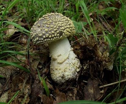 Gelbflockiger Wulstling, Foto 3