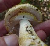 Gelbflockiger Wulstling, Foto 10