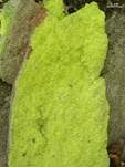 Gelbfrüchtige Schwefelflechte, Foto 10