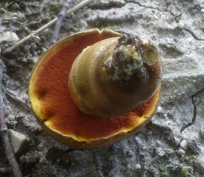Gelbfüßiger Hexenröhrling, Foto 4