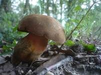 Gelbfüßiger Hexenröhrling, Foto 5