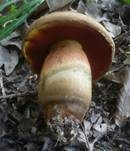 Gelbfüßiger Hexenröhrling, Foto 7