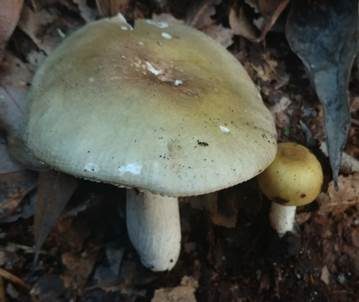 Gelbgrüner Ledertäubling, Foto 2