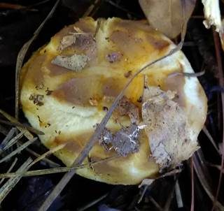 Gelbgrüner Ledertäubling, Foto 4