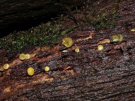 Gelbgrüner Kugelpustelpilz, Foto 4