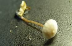Gelbknolliger Sklerotienrübling, Foto 12