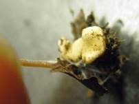 Gelbknolliger Sklerotienrübling, Foto 8
