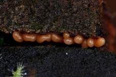 Gelblicher Haarstäubling, Foto 14