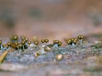 Gelblicher Haarstäubling, Foto 15