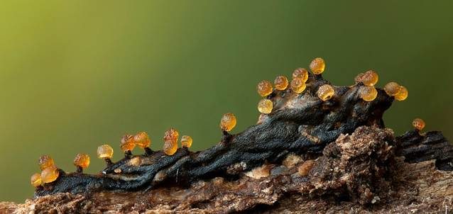 Gelblicher Haarstäubling, Foto 4