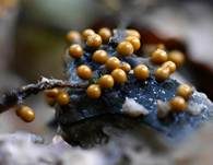 Gelblicher Haarstäubling, Foto 25