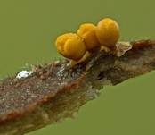Gelblicher Haarstäubling, Foto 8