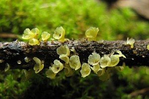 Gelbliches Trichterbecherchen, Foto 1