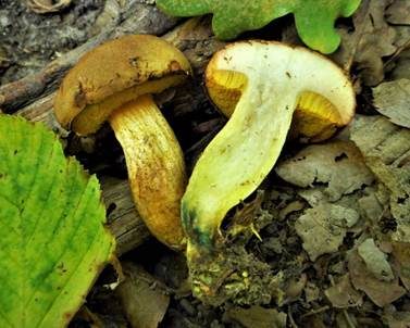 Gelbliche Ziegenlippe, Foto 3
