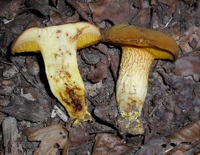 Gelbliche Ziegenlippe, Foto 4