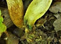 Gelbliche Ziegenlippe, Foto 5