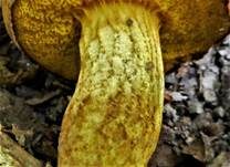 Gelbliche Ziegenlippe, Foto 7