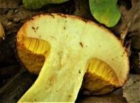 Gelbliche Ziegenlippe, Foto 8