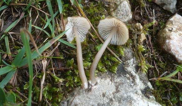 Gelblichstieliger Rötling, Foto 3