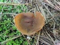 Gelbmilchender Becherling, Foto 12