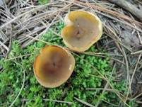 Gelbmilchender Becherling, Foto 13