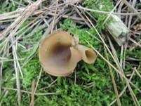 Gelbmilchender Becherling, Foto 14