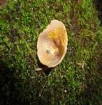Gelbmilchender Becherling, Foto 15