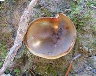 Gelbmilchender Becherling, Foto 7