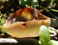 Gelbmilchender Becherling, Foto 8