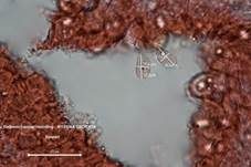 Gelbmilchender Helmling, Foto 37
