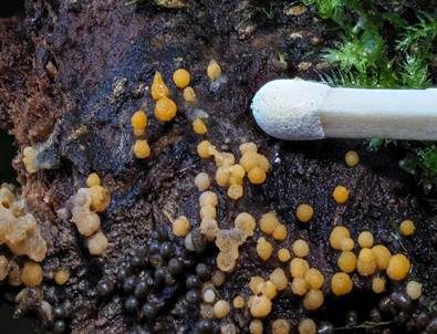 Gelborange Wollkugel, Foto 2