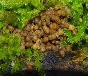 Gelborange Wollkugel, Foto 16