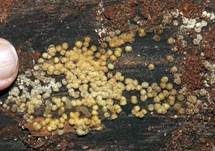Gelborange Wollkugel, Foto 35