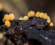 Gelborange Wollkugel, Foto 7
