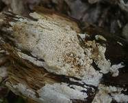 Gelbporiger Spaltporling, Foto 16